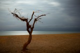 Beach Tree thumbnail